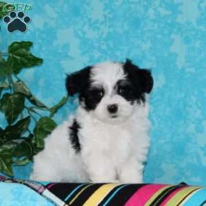 Jared, Maltipoo Puppy